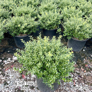 September 2025 3g Soft Touch Holly Group Website